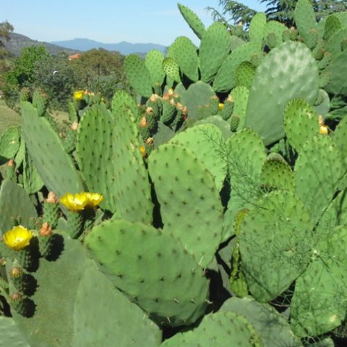 DẦU HẠT XƯƠNG RỒNG